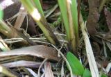 Carex appropinquata