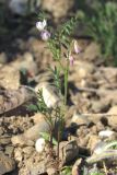 Vicia ervilia. Цветущее растение. Крым, окр. Балаклавы. 23 апреля 2014 г.