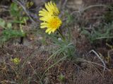 Tragopogon pusillus