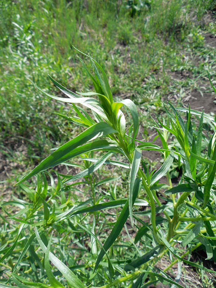 Image of Artemisia dracunculus specimen.