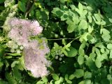 Thalictrum aquilegiifolium