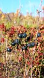 Vaccinium myrtillus