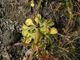 Primula cuneifolia