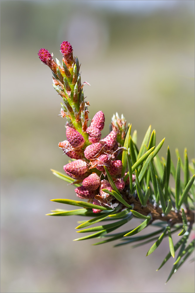 Изображение особи Pinus friesiana.