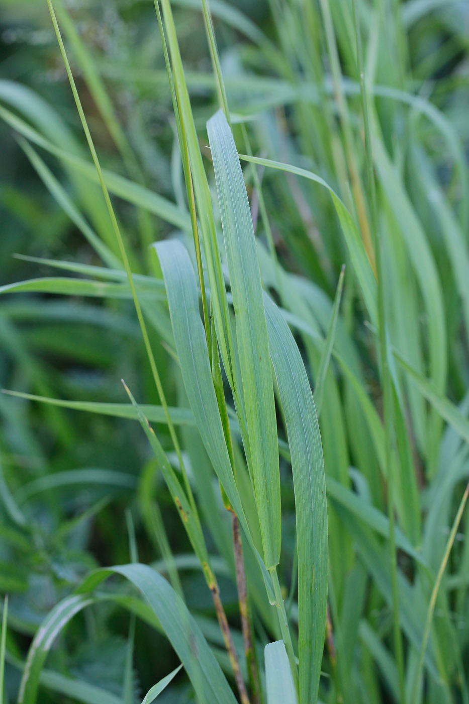 Изображение особи Alopecurus pratensis.