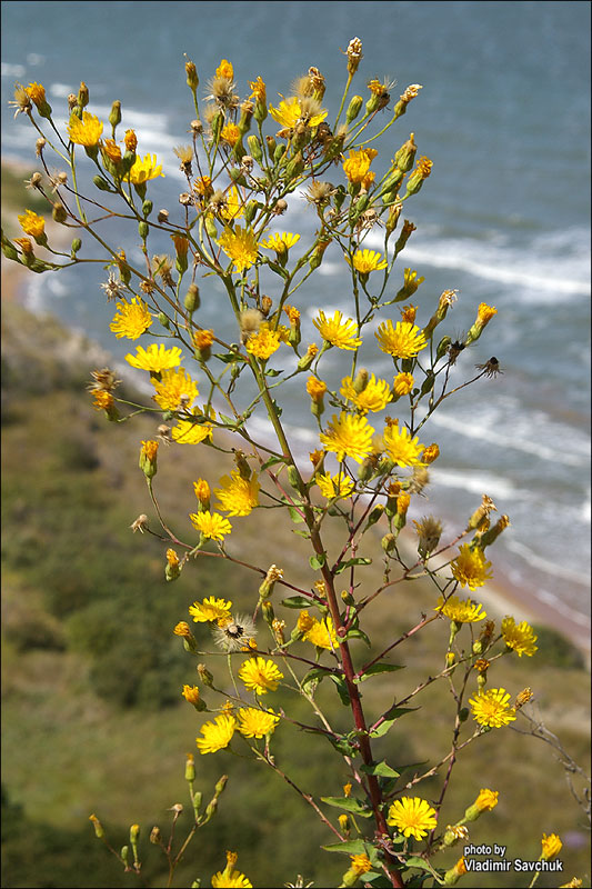 Изображение особи Hieracium robustum.