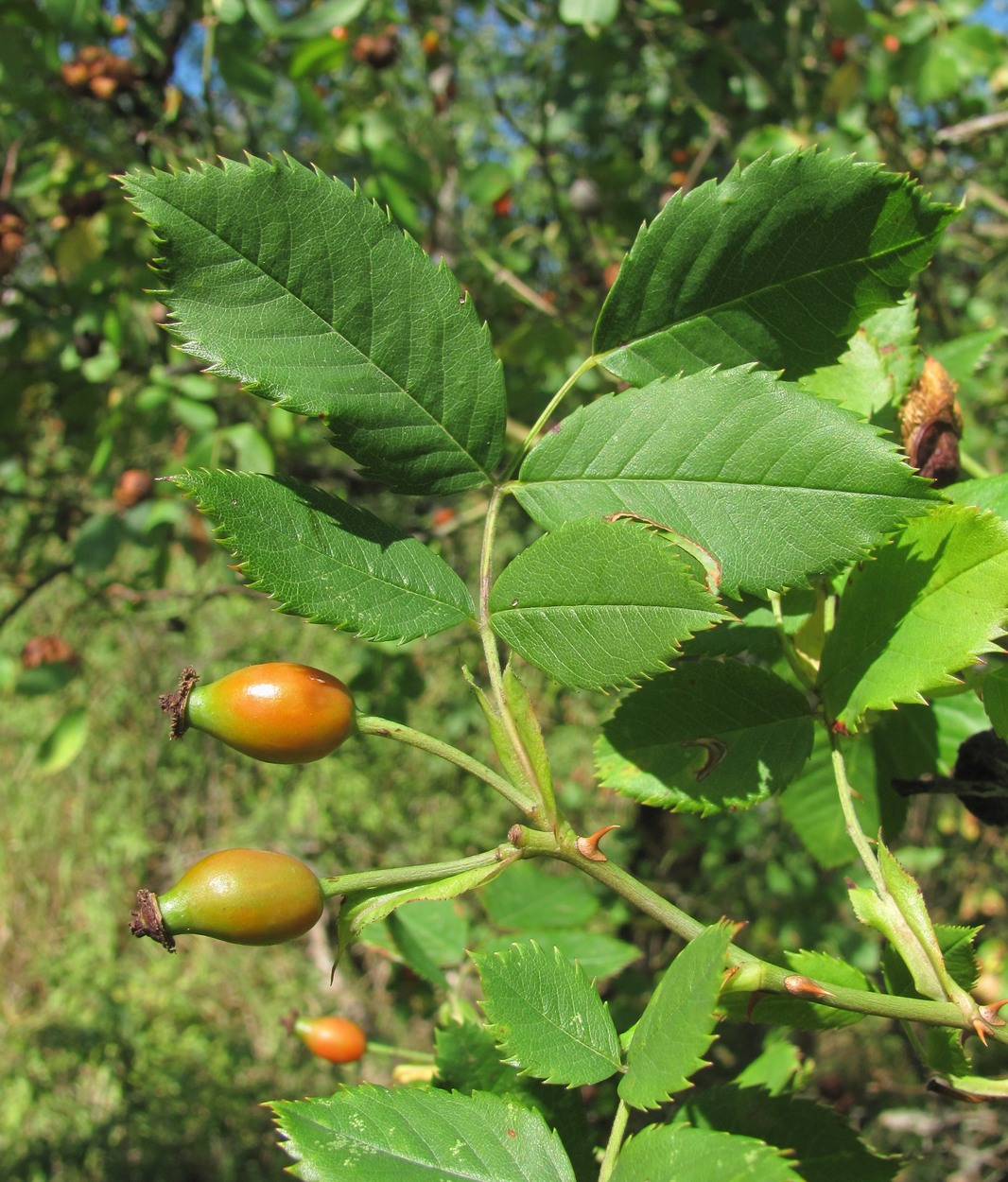 Изображение особи Rosa canina.