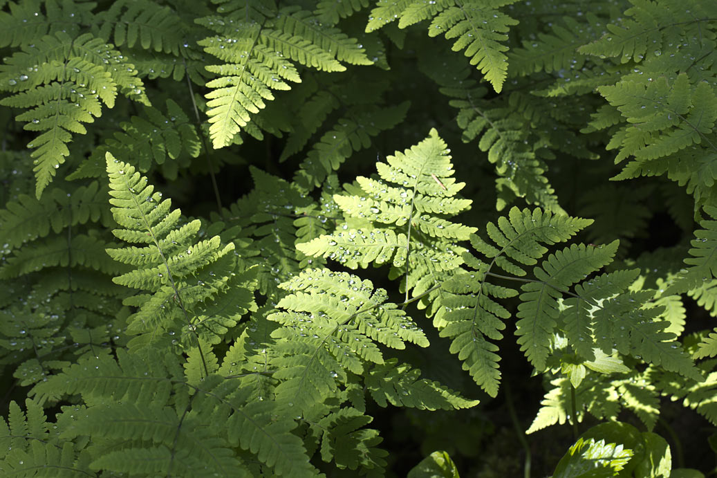 Изображение особи Gymnocarpium dryopteris.