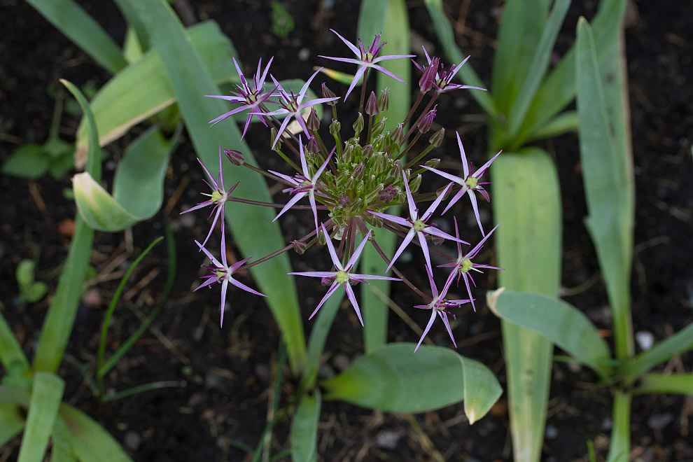 Изображение особи Allium cristophii.