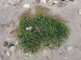 Crotalaria aegyptiaca. Цветущее и плодоносящее растение. Сокотра, окр. г. Хадибо, песчаный пляж. 28.12.2013.