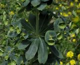 Euphorbia heldreichii
