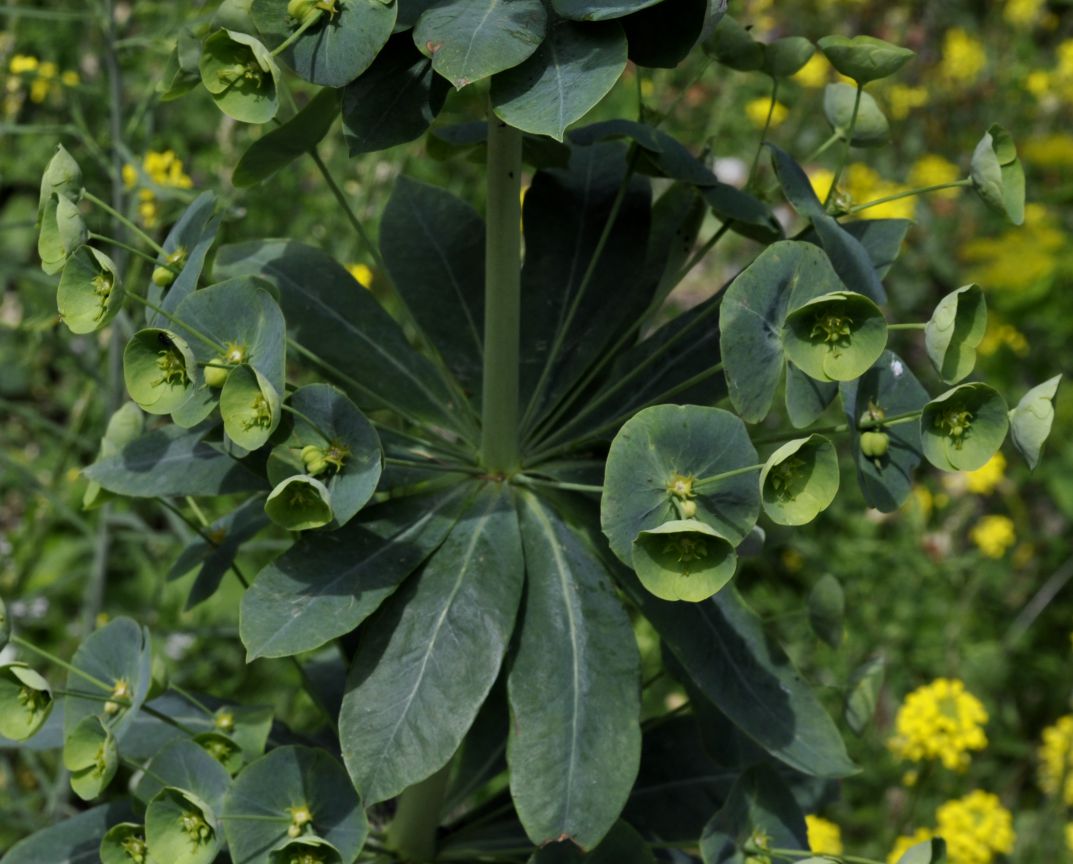Изображение особи Euphorbia heldreichii.