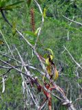 Nepenthes gracilis. Цветущее растение на ветвях кустарника. Малайзия, о-в Калимантан, национальный парк Бако, песчаниковое плато, ≈ 100 м н.у.м., редкостойный пустошный лес \"паданг\". 10.05.2017.