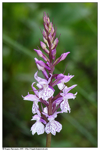 Изображение особи Dactylorhiza maculata.