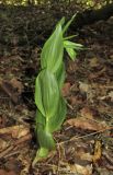 Epipactis leptochila