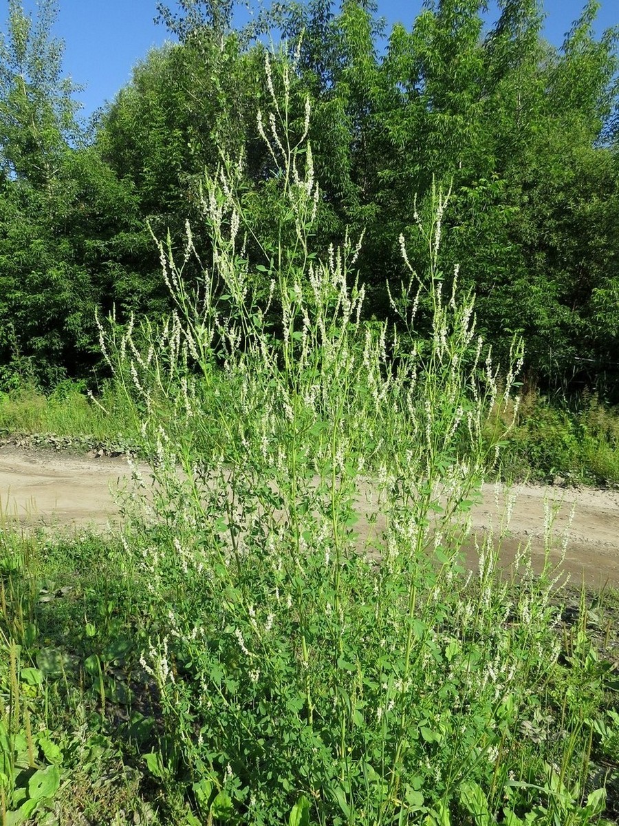 Изображение особи Melilotus albus.