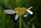 Pyrethrum corymbosum