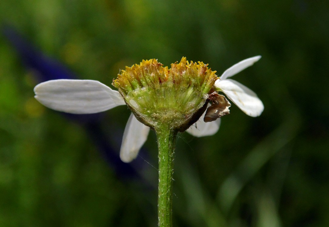 Изображение особи Pyrethrum corymbosum.