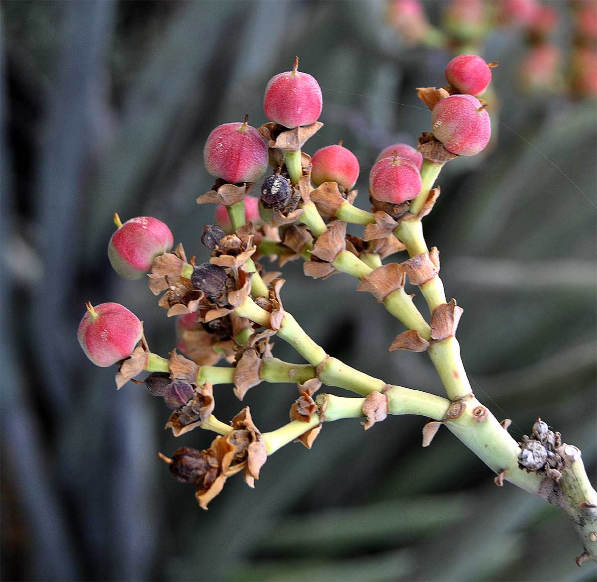 Изображение особи Euphorbia dregeana.