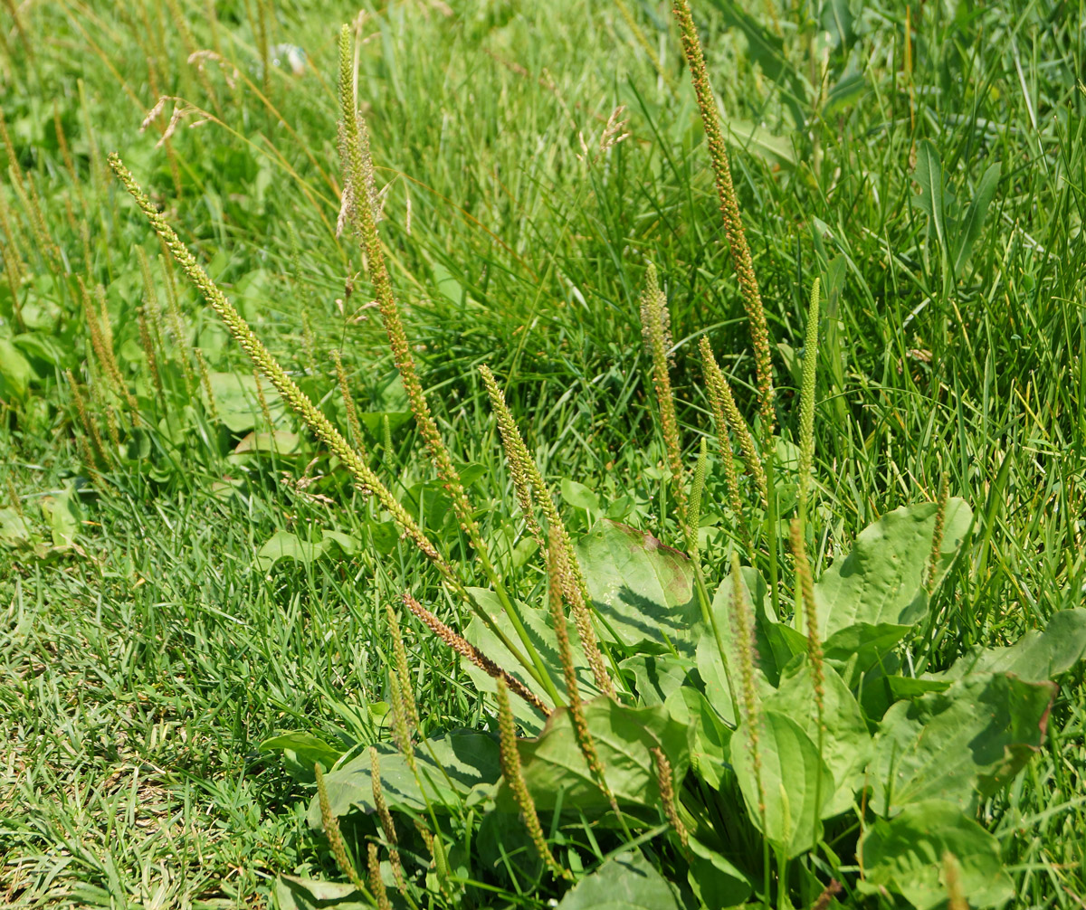 Изображение особи Plantago major.