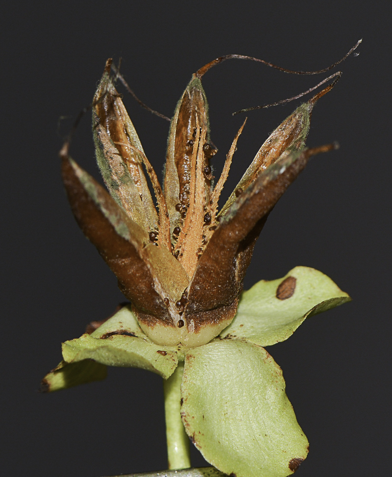 Изображение особи Hypericum calycinum.