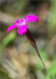 Dianthus deltoides