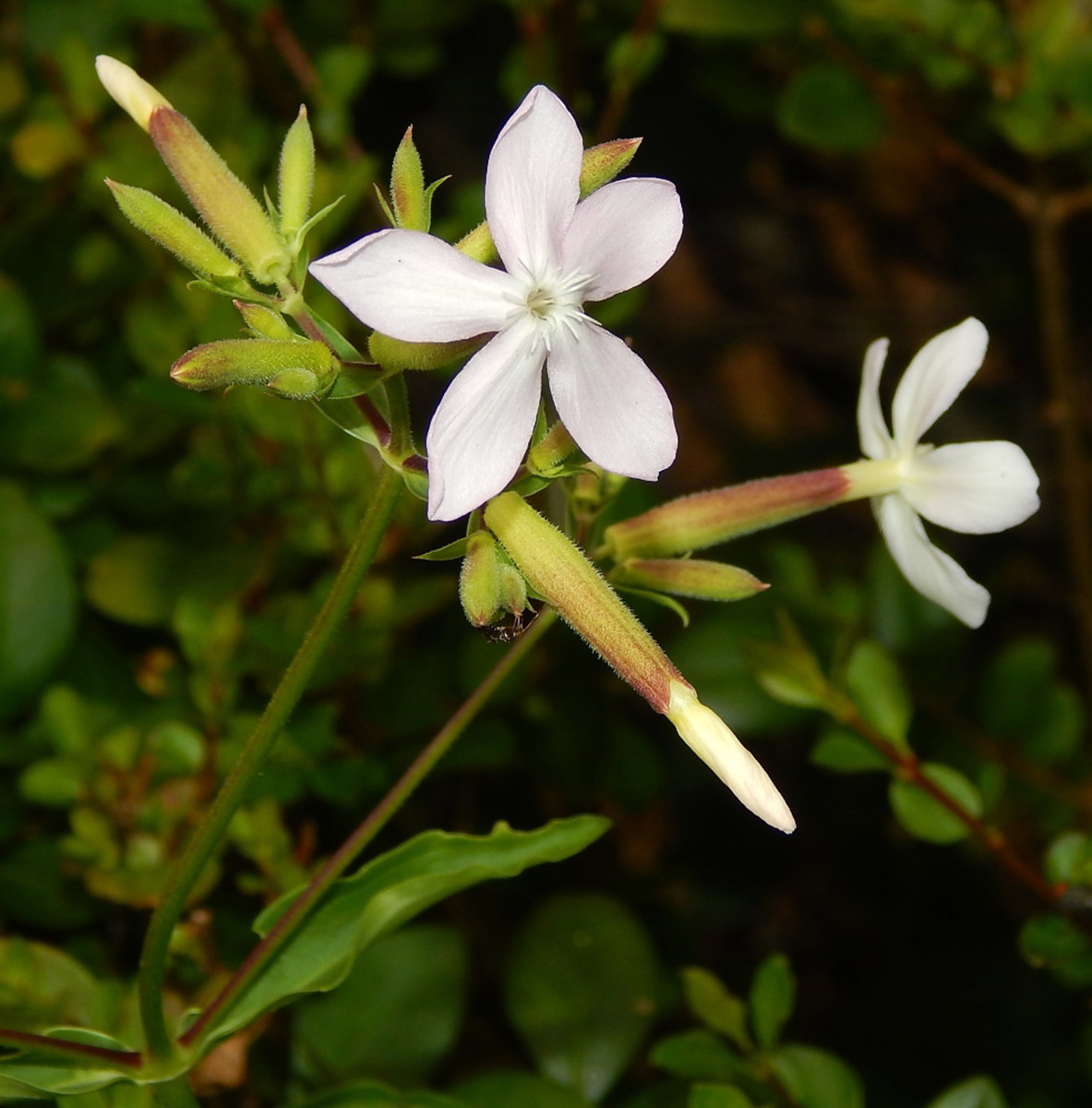 Изображение особи Saponaria officinalis.