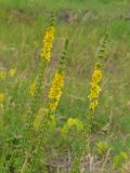 Agrimonia eupatoria подвид grandis