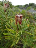 Protea lepidocarpodendron