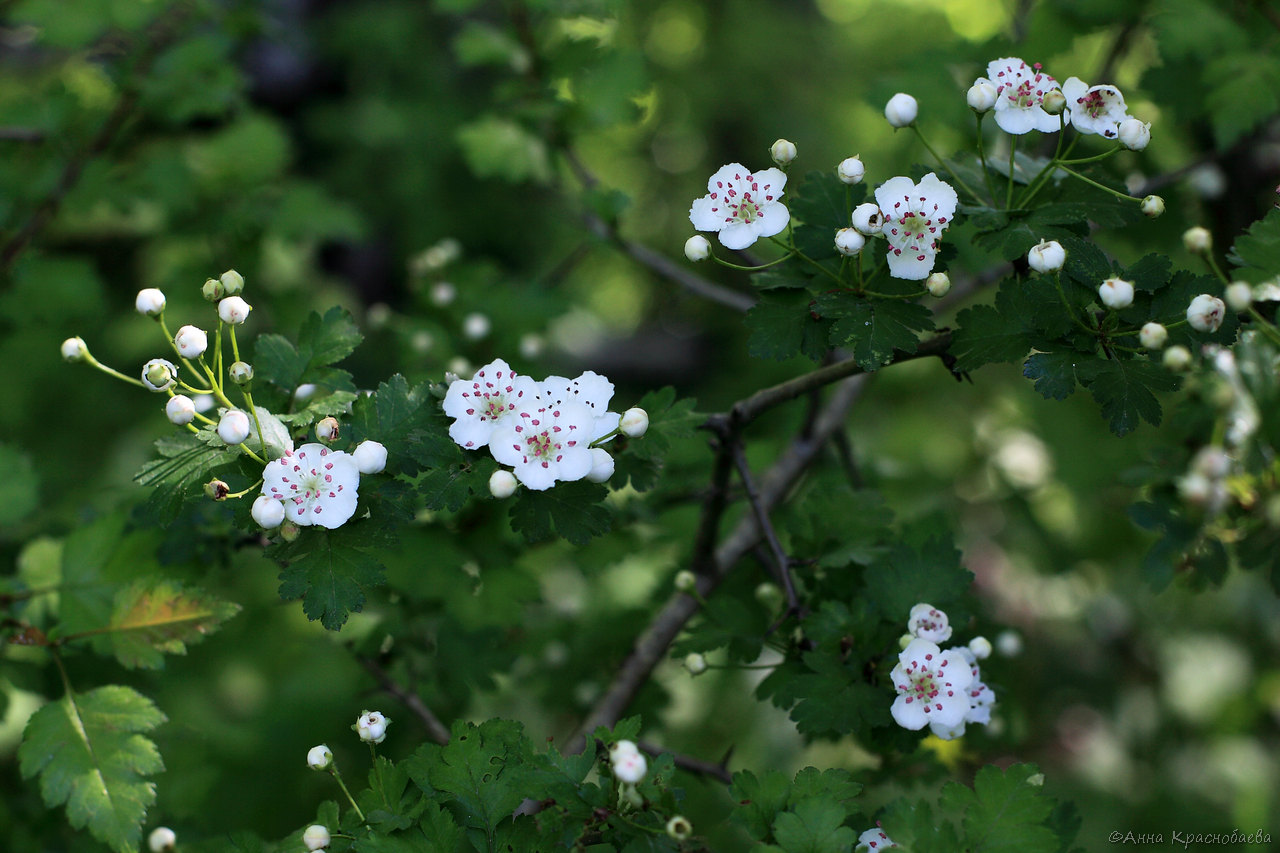 Изображение особи род Crataegus.