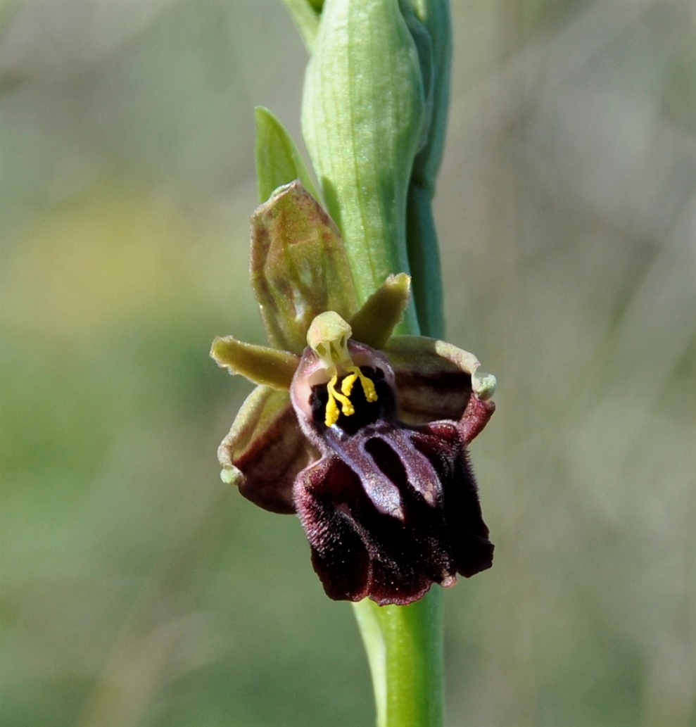 Изображение особи Ophrys mammosa.