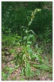 Digitalis grandiflora. Цветущее растение. Республика Татарстан, Агрызский р-н. 23.06.2010.