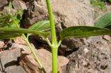 Vincetoxicum scandens. Часть побега. Адыгея, Майкопский р-н, окр. пос. Хамышки, высокий обрывистый правый берег р. Киша, ≈ 700 м н.у.м., скалы. 30.04.2018.