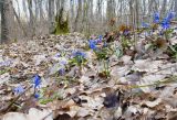 Scilla siberica