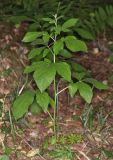 Klasea quinquefolia. Зацветающее растение. Дагестан, Курахский р-н, окр. с. Икра, буковый лес. 27 июня 2021 г.