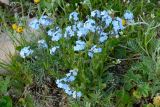 Myosotis alpestris. Цветущие растения. Адыгея, Кавказский биосферный заповедник, плато Лаго-Наки, 2070 м н.у.м., субальпийский луг. 04.07.2020.