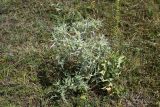 Eryngium campestre. Растение с развивающимися соцветиями. Кабардино-Балкария, Эльбрусский р-н, окраина с. Кёнделен, памятник \"Скорбящий Горец\", остепнённый луг. 24 июля 2022 г.