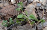 Galium aparine