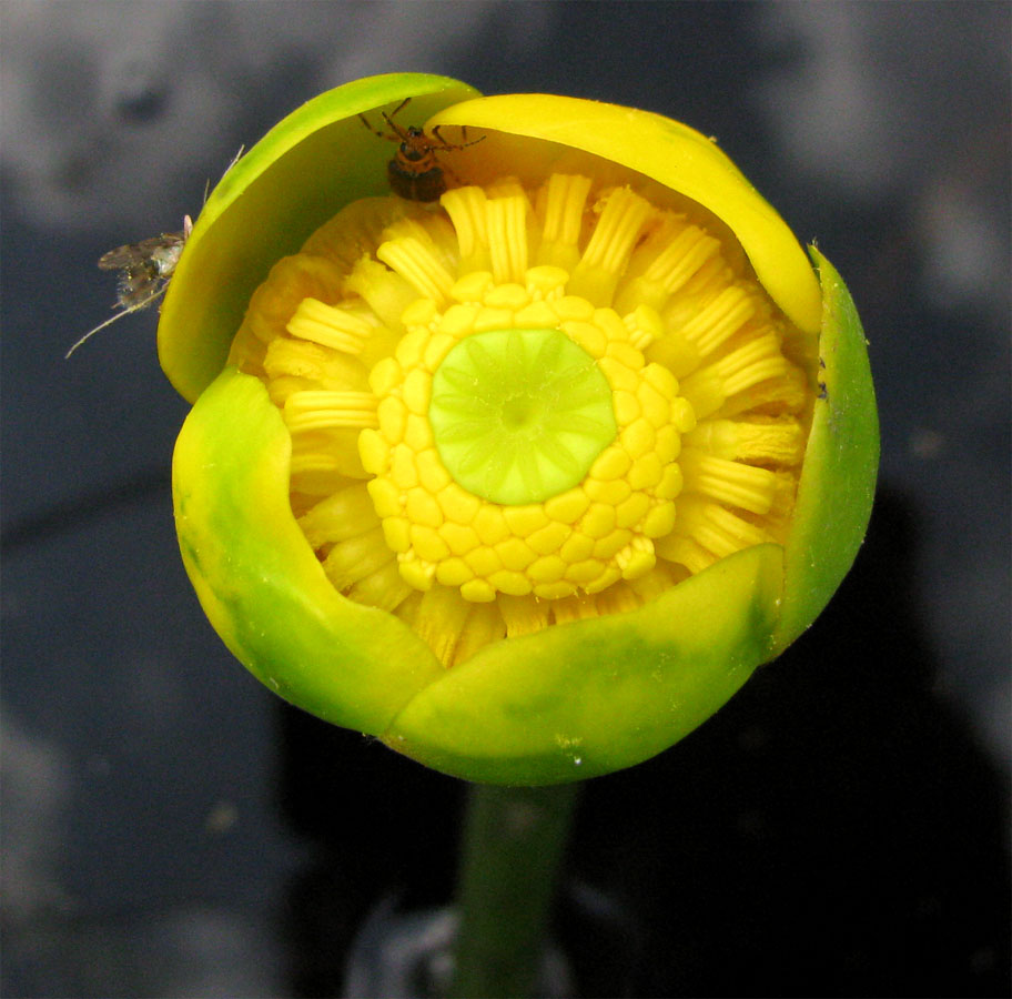 Изображение особи Nuphar &times; spenneriana.