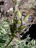 Oxytropis ivdelensis. Соплодие. Свердловская обл., окр. г. Североуральск, правый берег канал Дублёр в р-не известнякового карьера. 01.07.2011.