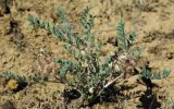 Astragalus chaetodon. Цветущее растение. Казахстан, Алматинская обл., Жамбылский р-н. 13.05.2011.