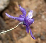 Delphinium longipedunculatum. Цветок. Туркменистан, хр. Кугитанг. Июнь 2012 г.