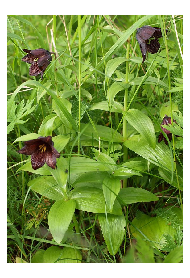 Изображение особи Fritillaria camschatcensis.