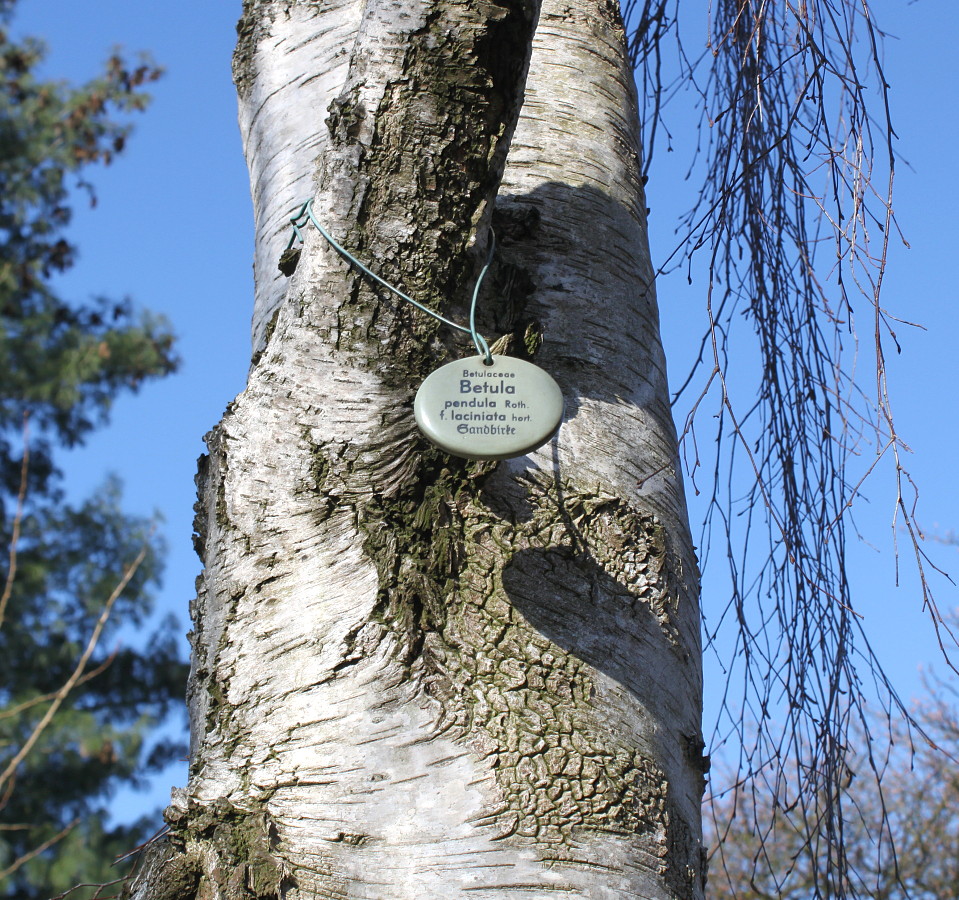 Изображение особи Betula pendula f. dalecarlica.