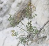 Pimpinella tragium. Розетка листьев на конце обнажившегося шнуровидного корня. Ростовская обл., Куйбышевский р-н, окр. с. Лысогорка, на эродированом меловом склоне. 28.05.2013.