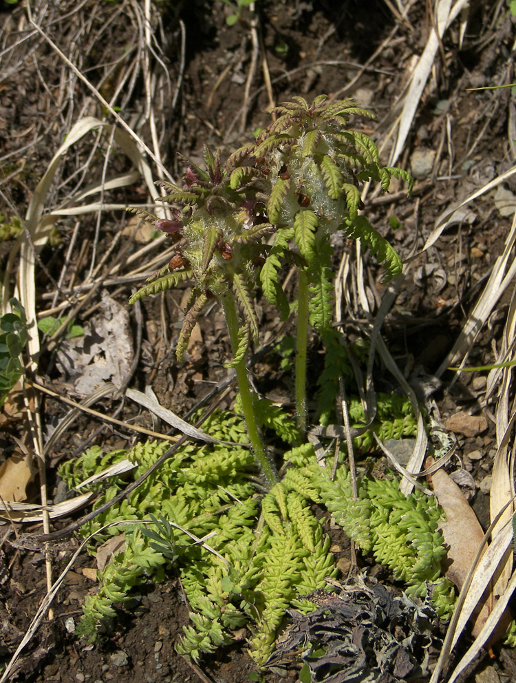 Изображение особи Pedicularis wilhelmsiana.