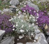 Achillea ambrosiaca