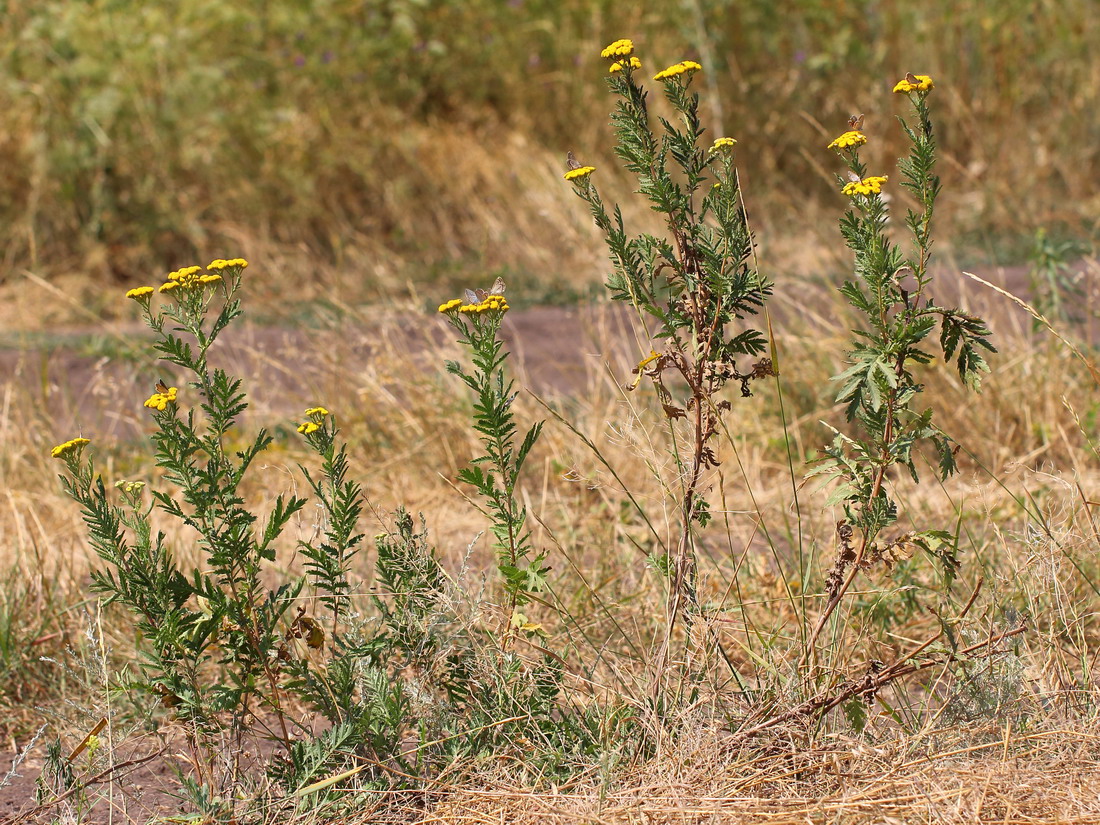 Изображение особи Tanacetum vulgare.