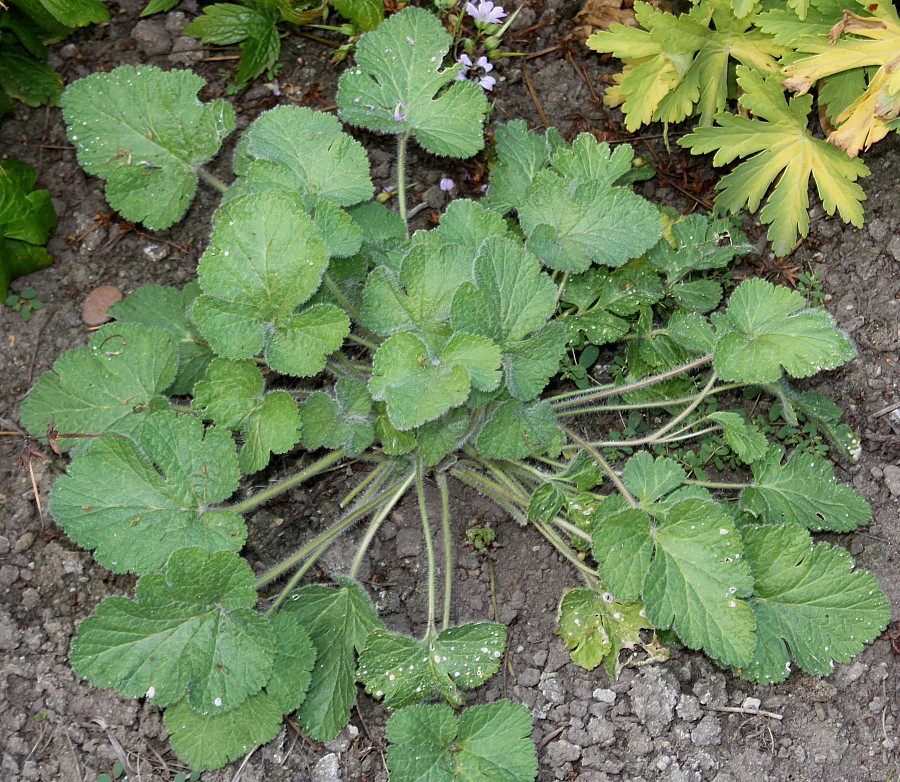 Изображение особи Erodium pelargoniflorum.