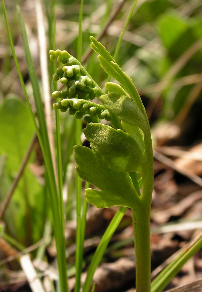 Изображение особи Botrychium lanceolatum.